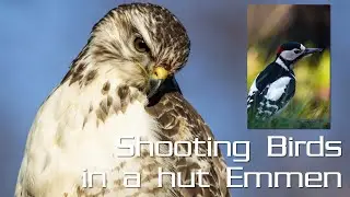 Shooting Birds in a hut in Emmen