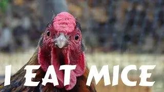 Feeding Mice To Chickens