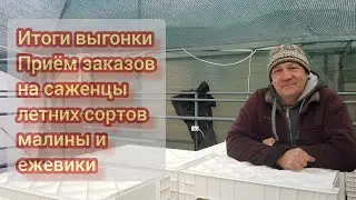 Итоги завершения выгонки тюльпана