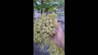 Виноград Зарниця