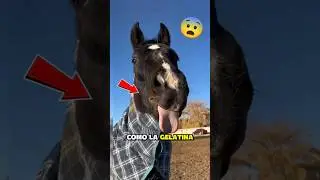 The Hidden Secrets Horses Will Never Tell You! 🐴🤫
