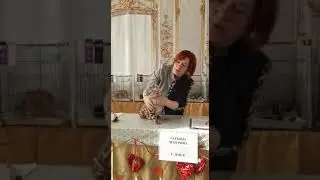 выставка клуба фани кет по системе ICU. эксперт Татьяна Чемурина. Джастин.