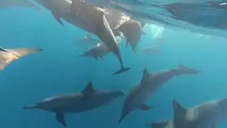 Дельфины в Марса Алам. Dolphins in Marsa Alam. Jaz Lamaya Hotel.