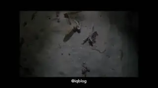 Осьминог, краб и котик!!! Вот это поворот!!!