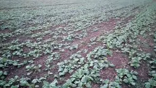 состояние рапса на 10.09.2018
