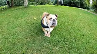 Video of Dog Rolling on the Grass | Creative Commons Video