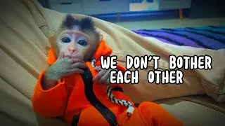 we don't bother each other ,Lovely Fauna Youtube Channel
