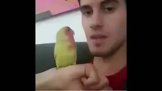 Смешные видео с попугаями
