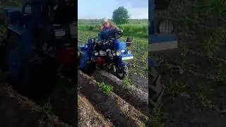 Окучивание картофеля, Сезон 2022 с Мотоблоком мтз Беларусь 