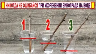 🍇 Даже не думайте УКОРЕНЯТЬ ЧЕРЕНКИ ВИНОГРАДА НА ВОДЕ пока не посмотрите ЭТОТ ролик. Все секреты!