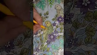 Coloring parakeets in Circle of Life by Melpomeni Chatzipanagiotou using Polychromo pencils.