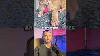 Silicone caps on claws for cats - anti-scratch