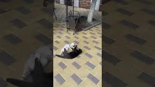 #cute