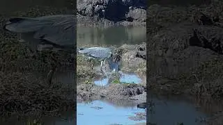 Heron Swallows Massive Fish