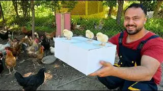 New Chicken Breed on the Farm! 😍🐔 | I Moved the Quail | Added New Chickens to the Flock 🐥