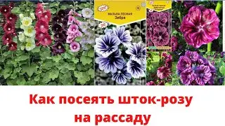 Как посеять ШТОК - РОЗУ на рассаду
