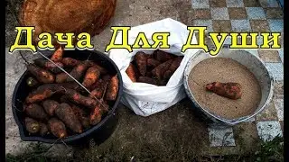 How to preserve CARROTS for the winter?!