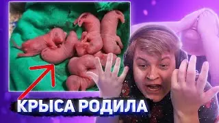 У ПЯТЁРКИ РОДИЛА КРЫСА? ПРОДАЛИ БЕРЕМЕННУЮ КРЫСУ! [пятерка/фуга тв нарезка]