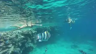 подводная встреча в Шарме 2