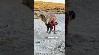 КИТАЙ превратил пустыню в сад 😱🔥🌳