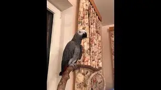 Zhora the Parrot. A little bit of everything.