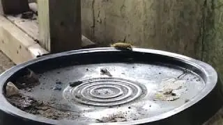 Do you sometimes feel like this Bucket Bug?