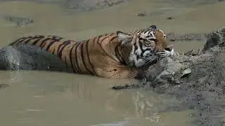 DRY SEASON EFFECT IN WILD.. #wildtiger #reels #tigerlife #animals #wildwildlife #nature #elephant