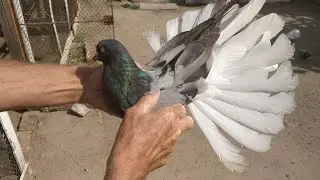 Голуби моего дедушки, гоняем зимнюю и весеннюю молодежь - 2