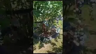 Смолевичи.Голубика.10.07.2023