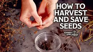 Massive Seed Saving Haul | Save and Store Seeds from Chamomile, Dandelion, Cilantro and Broccoli