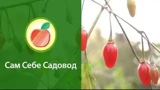 Ягода Годжи (дереза). Созрела