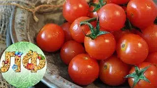 Как вырастить помидоры черри  зимой.