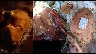 ЗАЛЕЖИВАНИЕ КОРОВЫ | ОТКАЗАЛА ПЕЧЕНЬ ИЗ ЗА КЛЕЩЕВОЙ БОЛЕЗНИ 