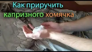 Приручаем капризного хомячка