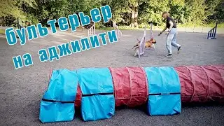 Минибуль Данчик на аджилити