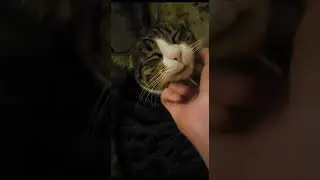 Bonita la bonita 😺 #7  Temporada 5 (2023)