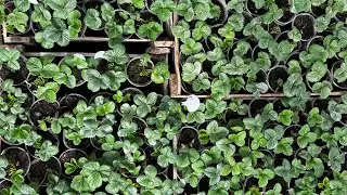 Рассада клубники на 18 апреля 👍👍👍☀️☀️☀️💞💞💞