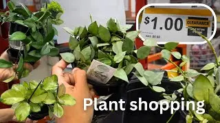 $1 Houseplants at Home Depot || Plant Shopping at 2 locations
