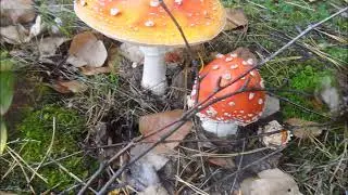 Замолвим слово о природе