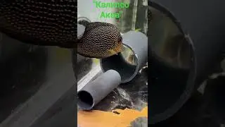 Зебрасома черная белопятнистая.