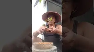 ganti media tanam n bersihkan batang kimeng