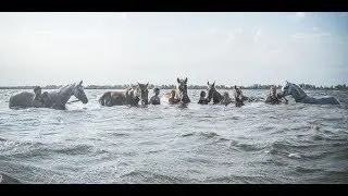 Моменты лета: купание коня