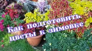Подготовка растений к зиме/Дихондра/Пеларгония зональная и плющелистная и др/ [Как сохранить цветы]