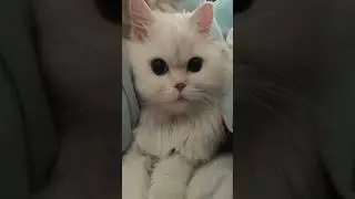 котики❤🥰