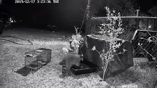 Relocating Raccoon #1