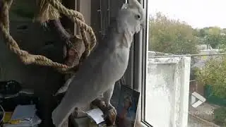 Dancing animals