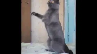 Cool cat shakes the music