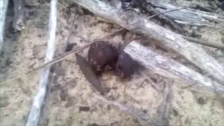Faecal mimicry by seeds ensures dispersal by dung beetles (video 2)