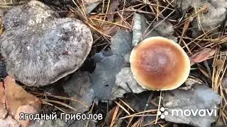 ❗️10 видов грибов, которые мы собираем в ноябре❗️ 08.11.2023 г. Курская область❗️