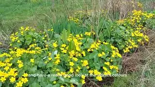The Uplifting Marsh Marigold